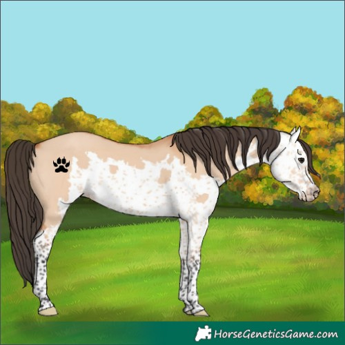 Horse Color:Bay Dun Sabino 