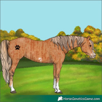 Horse Color:Bay Splash Frame  and Chestnut Splash Frame 