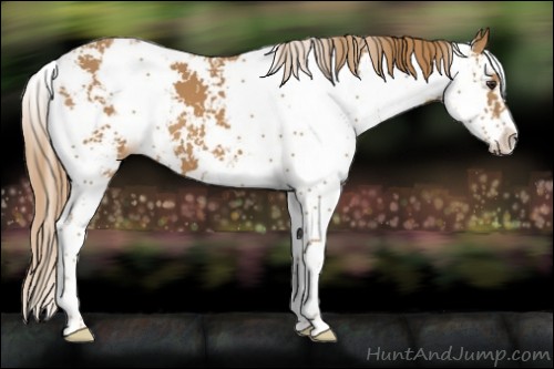 Horse Color:Chestnut Sabino 