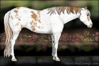 Horse Color:Chestnut Sabino 