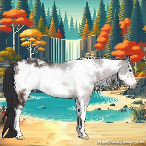 Horse Color:White Spotted Brown Sabino Frame Appaloosa 