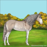 Horse Color:Silver Brown Dun Mushroom Sabino Rabicano 