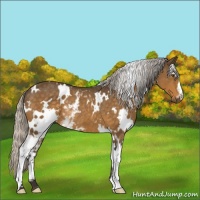 Horse Color:White Spotted Silver Buckskin Mushroom Rabicano