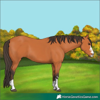 Horse Color:Bay 
