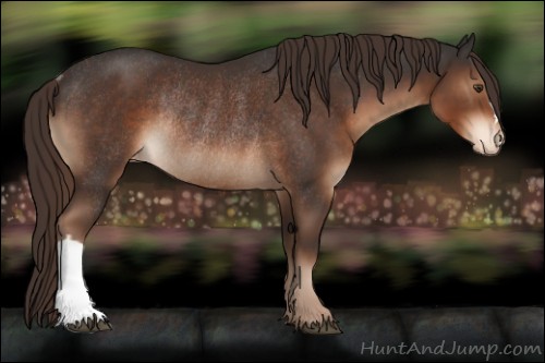 Horse Color:Liver Chestnut Appaloosa Rabicano 