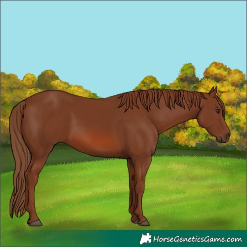 Horse Color:Chestnut 