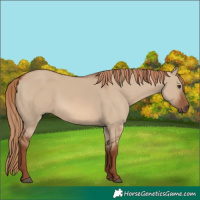 Horse Color:Red Dun 