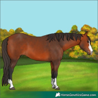 Horse Color:Bay 