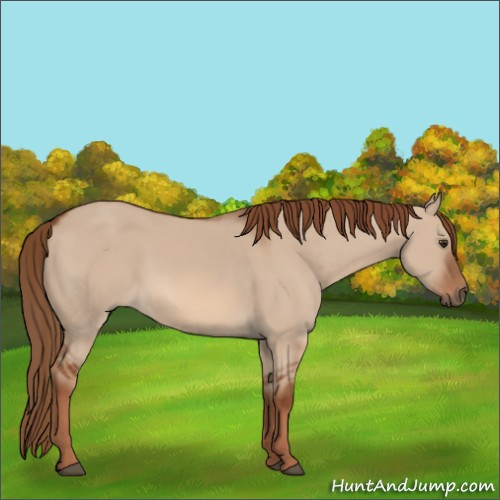 Horse Color:Red Dun 