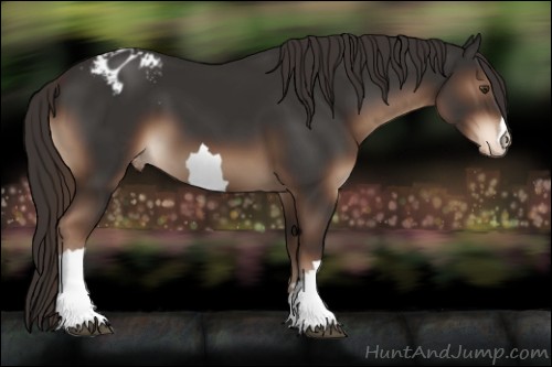 Horse Color:Liver Chestnut Appaloosa 
