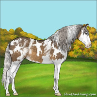 Horse Color:White Spotted Silver Buckskin Dun Splash 