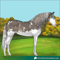 Horse Color:White Spotted Silver Smoky Grullo Sabino Splash 