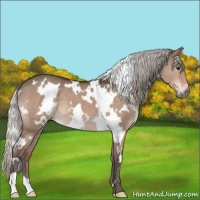 Horse Color:White Spotted Silver Brown Dun Mushroom 