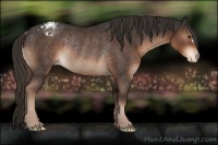 Horse Color:Liver Chestnut Appaloosa Rabicano 