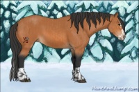 Horse Color:Bay  and Bay Splash 