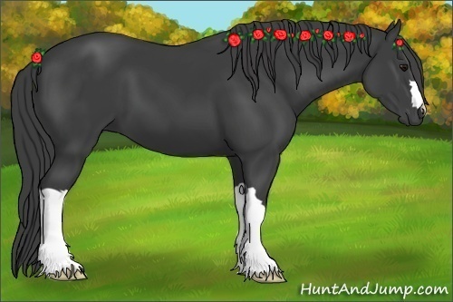 Horse Color:Smoky Black 