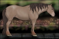 Horse Color:Classic Champagne 