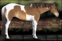 Horse Color:Buckskin Tobiano Varnish 