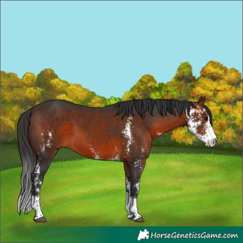 Horse Color:Bay Sabino