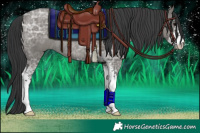 Horse Color:Grullo Ice Sabino Rabicano
