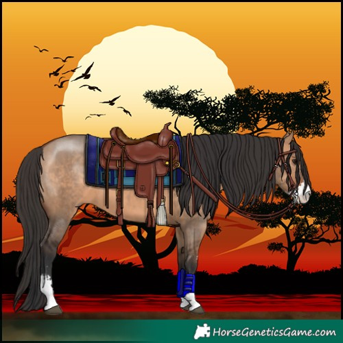 Horse Color:Bay Dun Sabino