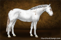 Horse Color:Chestnut Sabino 