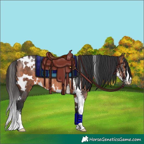 Horse Color:White Spotted Brown Sabino Rabicano