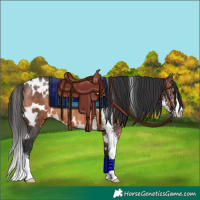 Horse Color:White Spotted Brown Sabino Rabicano