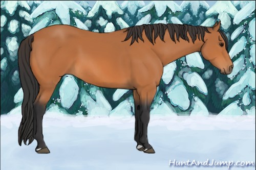 Horse Color:Bay 