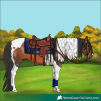 Horse Color:Brown Tobiano 