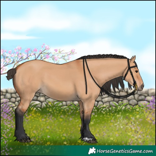 Horse Color:Bay Dun 