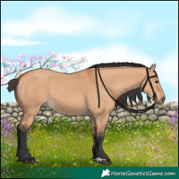 Horse Color:Bay Dun 
