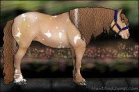 Horse Color:White Spotted Bay Pearl Sabino 