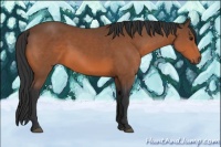 Horse Color:Bay Sabino 