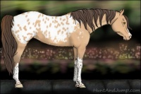 Horse Color:Amber Champagne Appaloosa 
