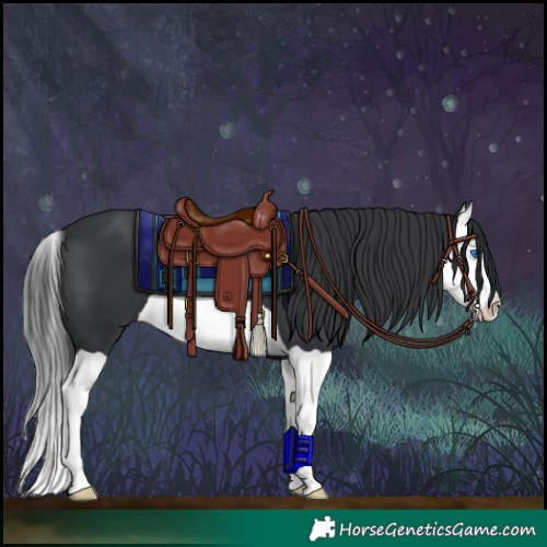 Horse Color:Black Splash 