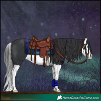 Horse Color:Black Splash 