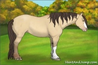 Horse Color:Amber Champagne Dun Rabicano 