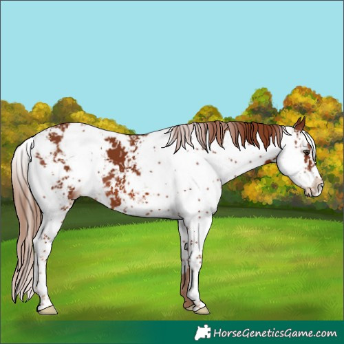 Horse Color:Chestnut Sabino 