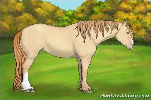 Horse Color:Gold Champagne Dun
