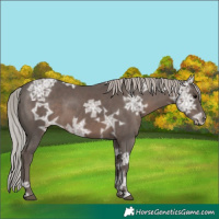 Horse Color:Silver Black Ice