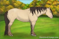 Horse Color:Amber Champagne Dun