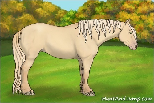 Horse Color:Gold Champagne Dun 