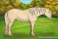 Horse Color:Gold Champagne Dun