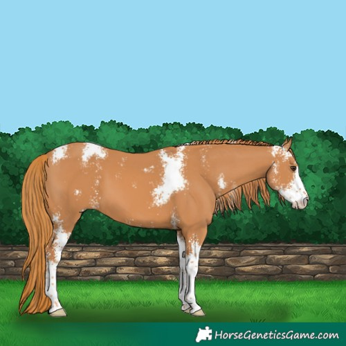 Horse Color:Chestnut Sabino 