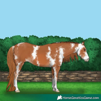 Horse Color:Chestnut Sabino 