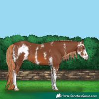 Horse Color:Chestnut Sabino 