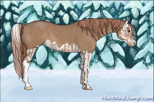 Horse Color:Liver Red Dun  and Liver Red Dun Splash 