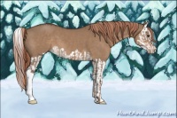 Horse Color:Liver Red Dun  and Liver Red Dun Splash 