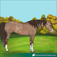 Horse Color:Liver Red Dun  and Liver Red Dun Splash 